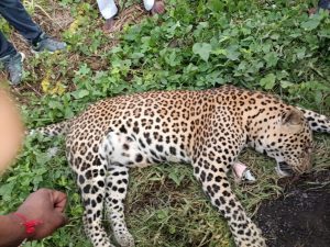 Read more about the article अज्ञात वाहनाच्या धडकेत बिबट्या ठार