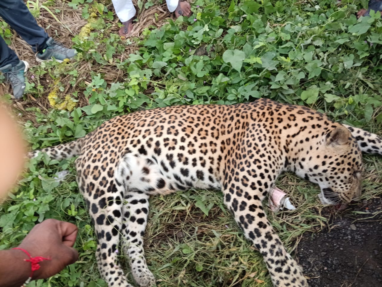 Read more about the article अज्ञात वाहनाच्या धडकेत बिबट्या ठार